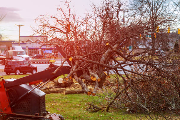 Best Utility Line Clearance  in Wildwood, NJ