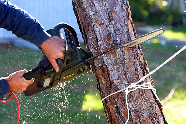 Best Lawn Mowing  in Wildwood, NJ