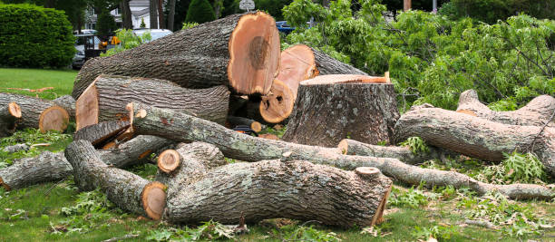 Best Tree Risk Assessment  in Wildwood, NJ