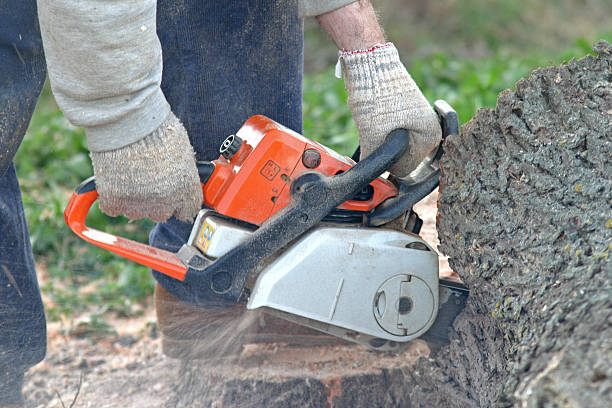 Best Root Management and Removal  in Wildwood, NJ