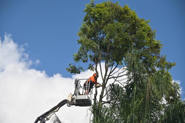 Wildwood, NJ Tree Care Company