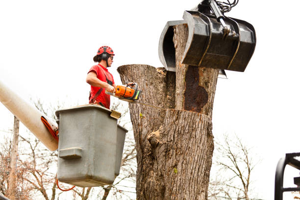 Best Leaf Removal  in Wildwood, NJ